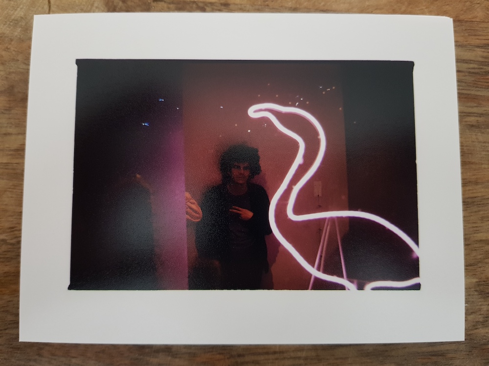 flamingo